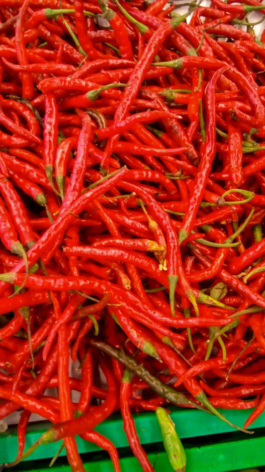 Long Green Chilli