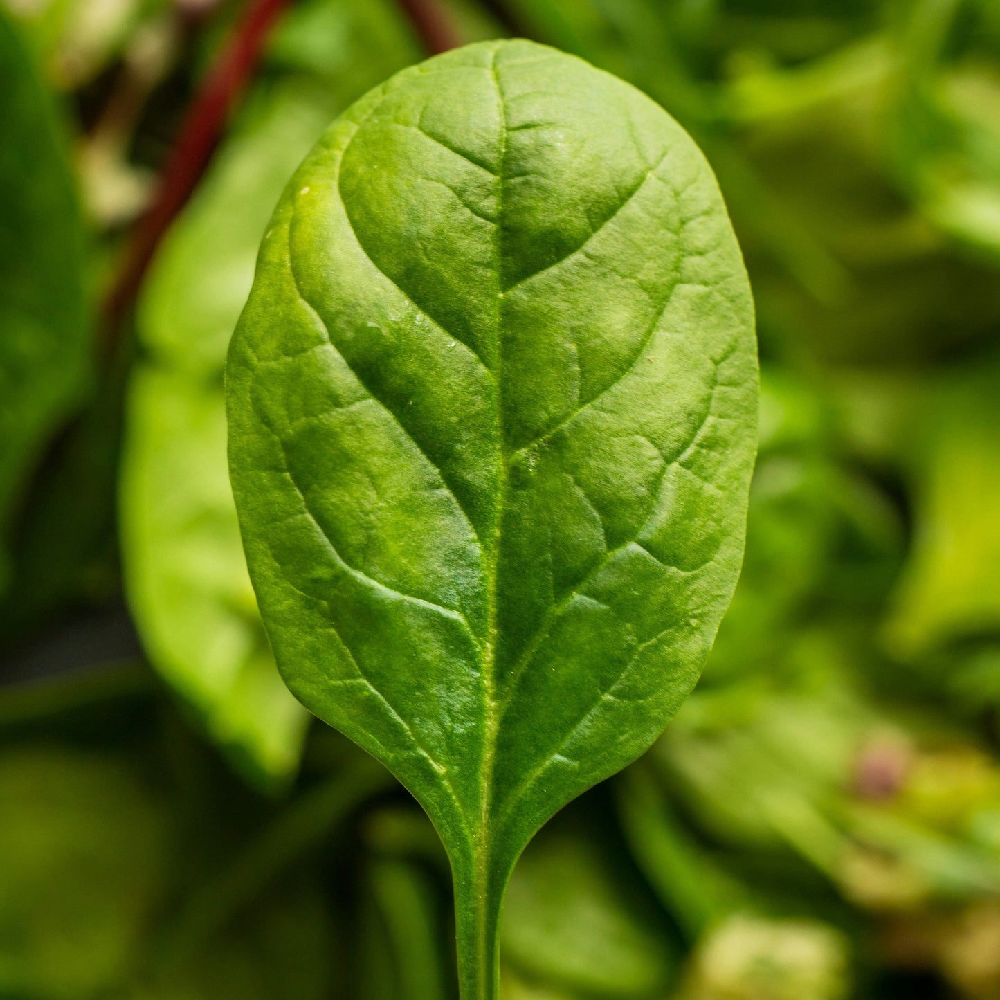 Baby Spinach 8oz