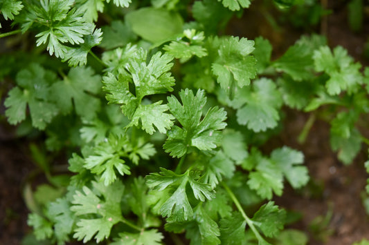 Italian Parsley