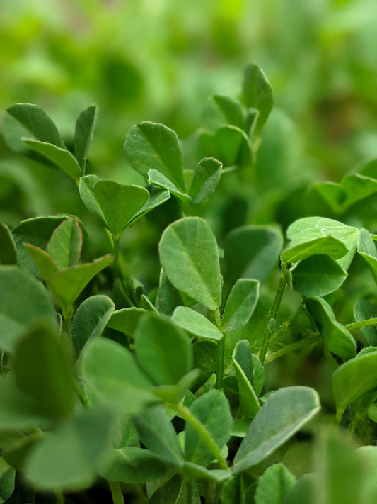 Pea Sprouts
