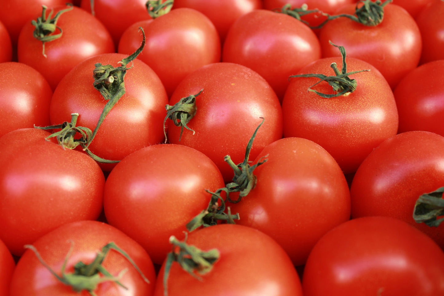 Tomatoes