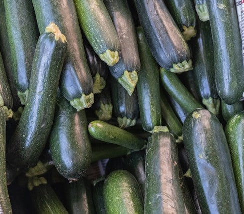 Zucchini