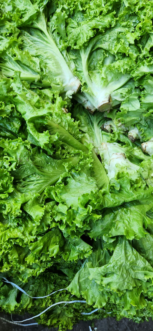 Green Leaf Lettuce