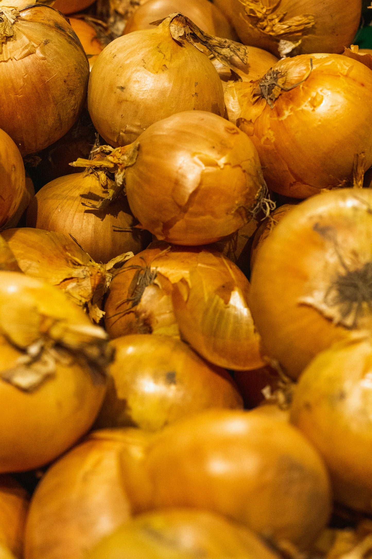 Yellow Onions (10 lb)