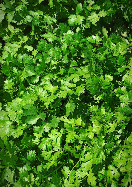 Coriander