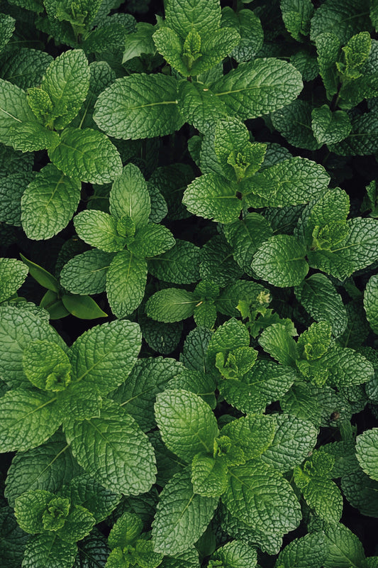 Mint bunch
